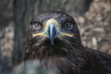 Eagle portrait