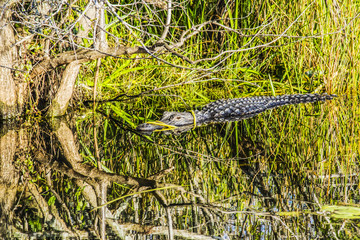 American Alligator