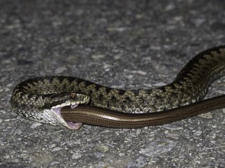 Schlangen Abendmahl in der Natur Norwegen