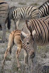 Fototapeta na wymiar Monochrome Wildnis: Zebras im Etosha-Nationalpark