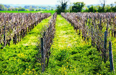 Obraz premium beautiful rows of grapes before harvesting in a french vineyard