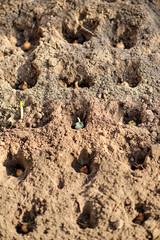 Planding onions in the vegetable garden. Spring gardening. Local farming concept.