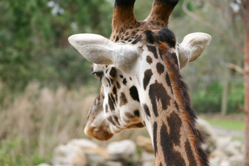 Giraffe closeup