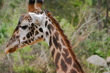 Giraffe side view