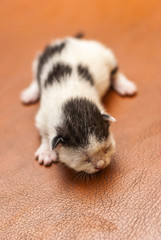 Newborn kitten 