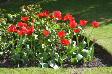 Obraz premium Red tulips