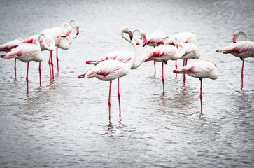Flamingo birds, Parovence, France