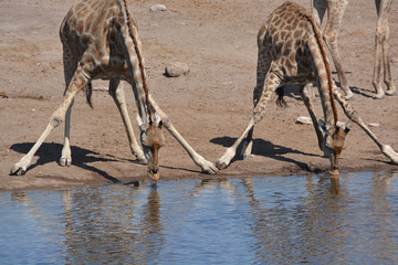 Breitbeinig Trinkende Giraffen