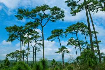 pine forest