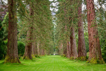 Park alley with giant sequoia trees