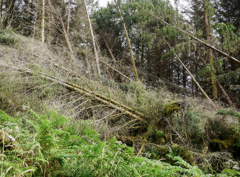 Tornado ravaged uprooted tossed and broken trees in a forest
