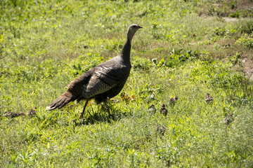 Mama Turkey with her Chicks