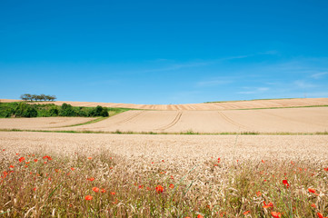 Summer landscape. Yellow wheat field with poppies and blue sky