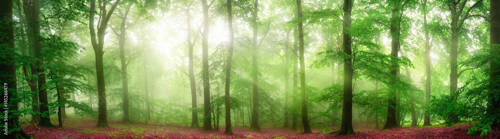Aufkleber green forest panorama with soft rays of light falling through fog and flattering the fresh foliage