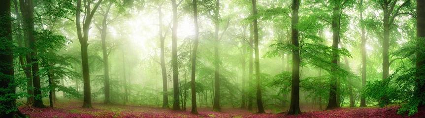 Fototapeten Grünes Waldpanorama mit weichen Lichtstrahlen, die durch Nebel fallen und dem frischen Laub schmeicheln © Smileus