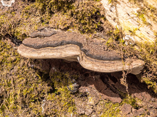 Bracket fungus on dead tree at Hardcastle Crags, Hebden Bridge, Yorkshire, UK
