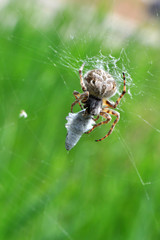 Spider eating prey in web. Spider eat a small insect
