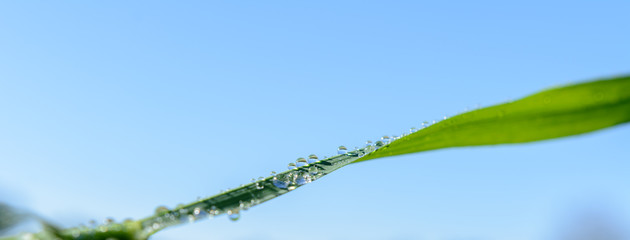 Wassertropfen auf Grashalm 