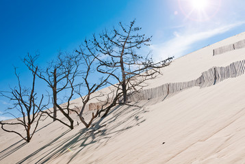 Fototapeta na wymiar Dune du Pyla - the largest sand dune in Europe, Aquitaine, France