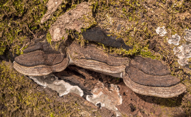 Bracket fungus on dead tree at Hardcastle Crags, Hebden Bridge, Yorkshire, UK