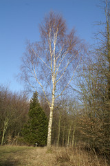 zarte Birke