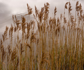 Wild grasses growing at the side of water at Mere Brow leisure lake, Tarleton, Southport, Uk