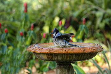 Naklejka premium Bluejay getting all it's feathers wet as it baths in a bird bath