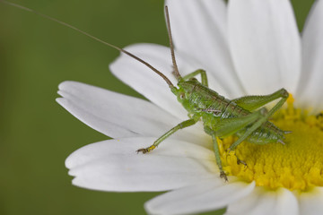 Green grasshopper on a flower