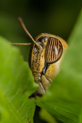Eye of grasshopper
