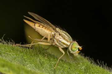 A very tiny fruit fly
