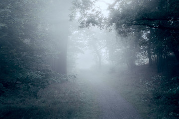 Fototapeta na wymiar Early morning fog in forest
