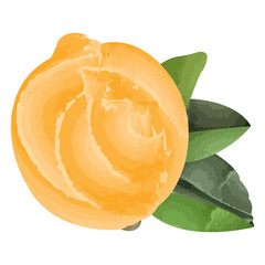 Isolated lime on a white background, Vector illustration