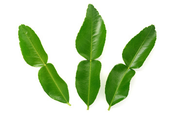 Naklejka na ściany i meble kaffir lime leaves isolated on white background