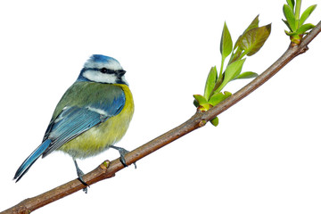 Blue tit on a branch against a white background