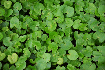 Green leaves wall texture background