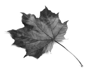 Black and white maple-leaf