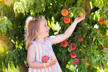 Child picking and eating peach from fruit tree