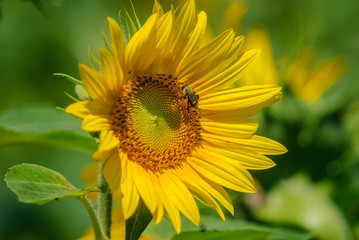 A field of sunflowers in rural Virginia.