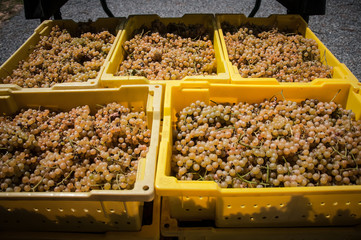 Good Luck Cellars winery. 