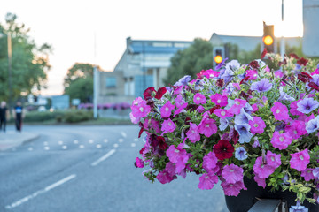 Fototapeta na wymiar Empty city town road bordered by flowers in summer