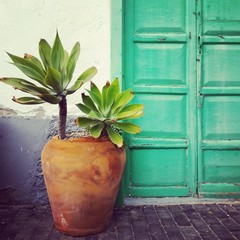 Plant in a terracotta pot next to a green door in Arrecife Lanzarote