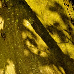 Ombre sur le tronc du hêtre 