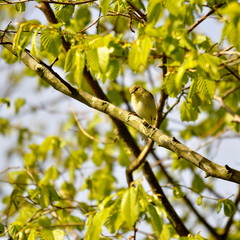Pouillot véloce , oiseau jardin 