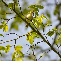 Pouillot véloce , oiseau jardin 