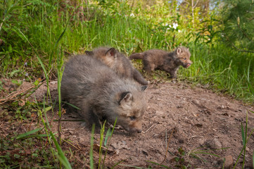 Red Fox Kits (Vulpes vulpes) Explore Densite