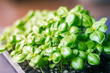 Thickly sown Seedlings Basilica One month's motes organic texture of fresh greens. Concepts of...