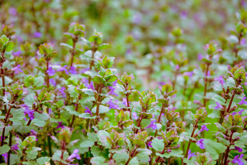 Голубые весенние лютики в саду
