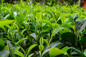 green tea plantation