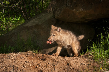 Grey Wolf (Canis lupus) Pup Emerges From Den With Meat