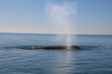 Grauwal-Baja California